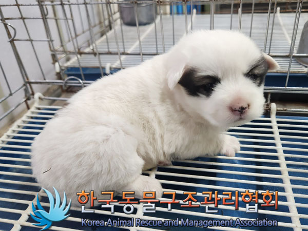 한국동물구조관리협회_411303202300690